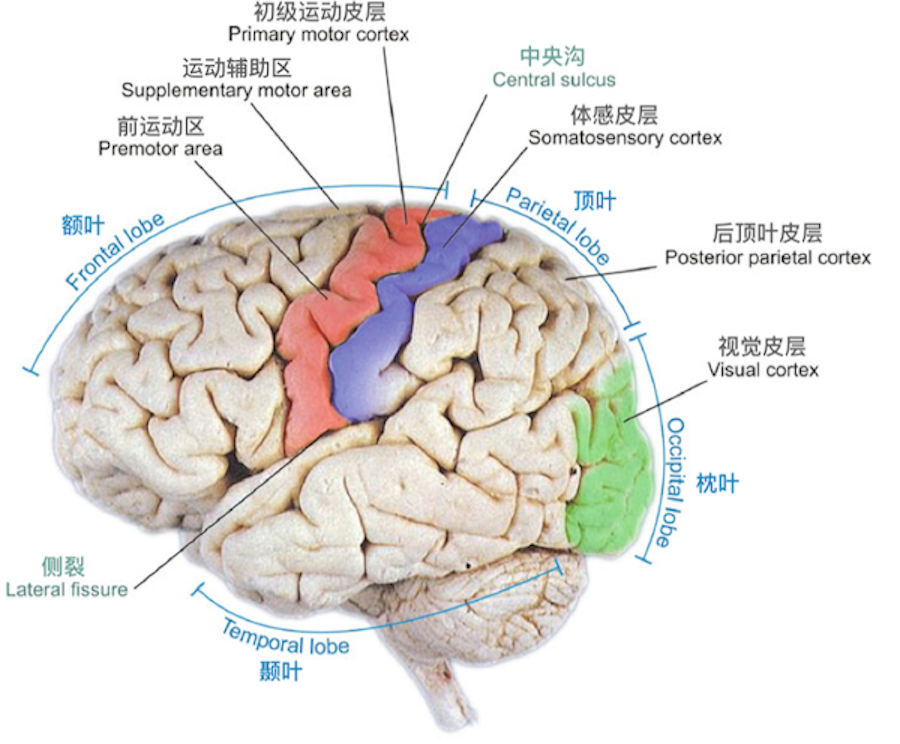 脑机接口研究基础 - Zhihan's Blogs